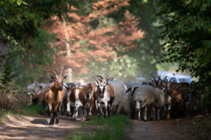Germany, Mecklenburg-Western Pomerania, goats and sheep on a field path Germany, Mecklenburg-Western Pomerania, goats and sheep on a field path